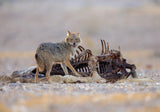 Golden Jackal Poster och Canvastavla