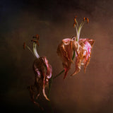 Wilted Beauty Poster och Canvastavla