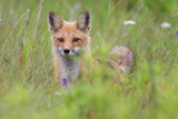 Fox kit in the meadow Poster och Canvastavla