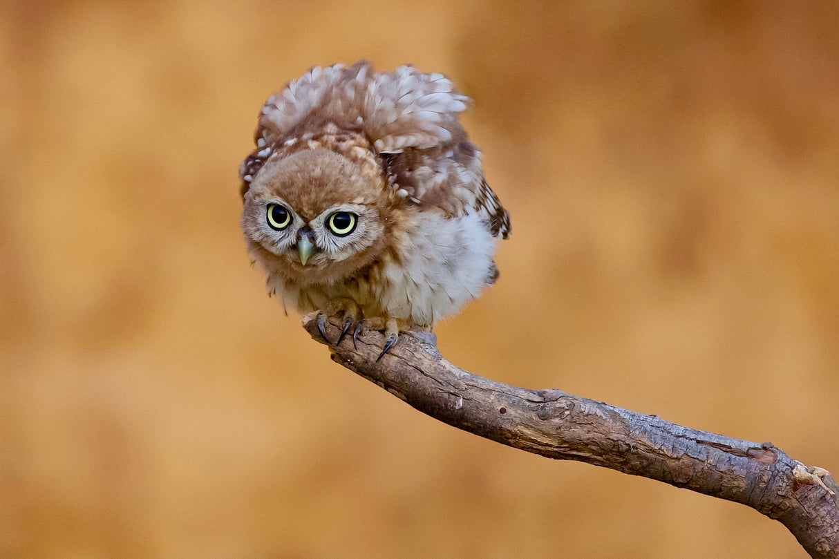Little owl Poster och Canvastavla
