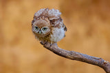 Little owl Poster och Canvastavla