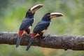 Collared Aracari Toucan Poster och Canvastavla