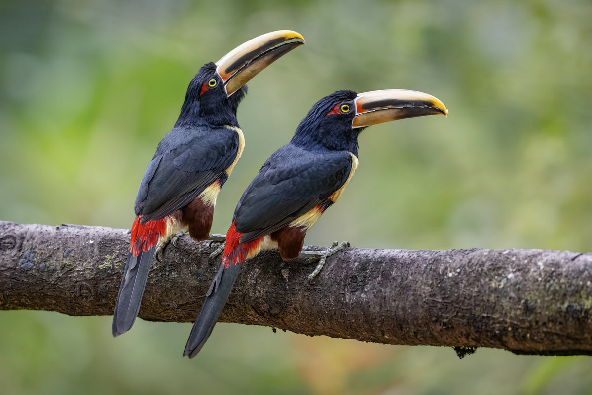 Collared Aracari Toucan Poster och Canvastavla