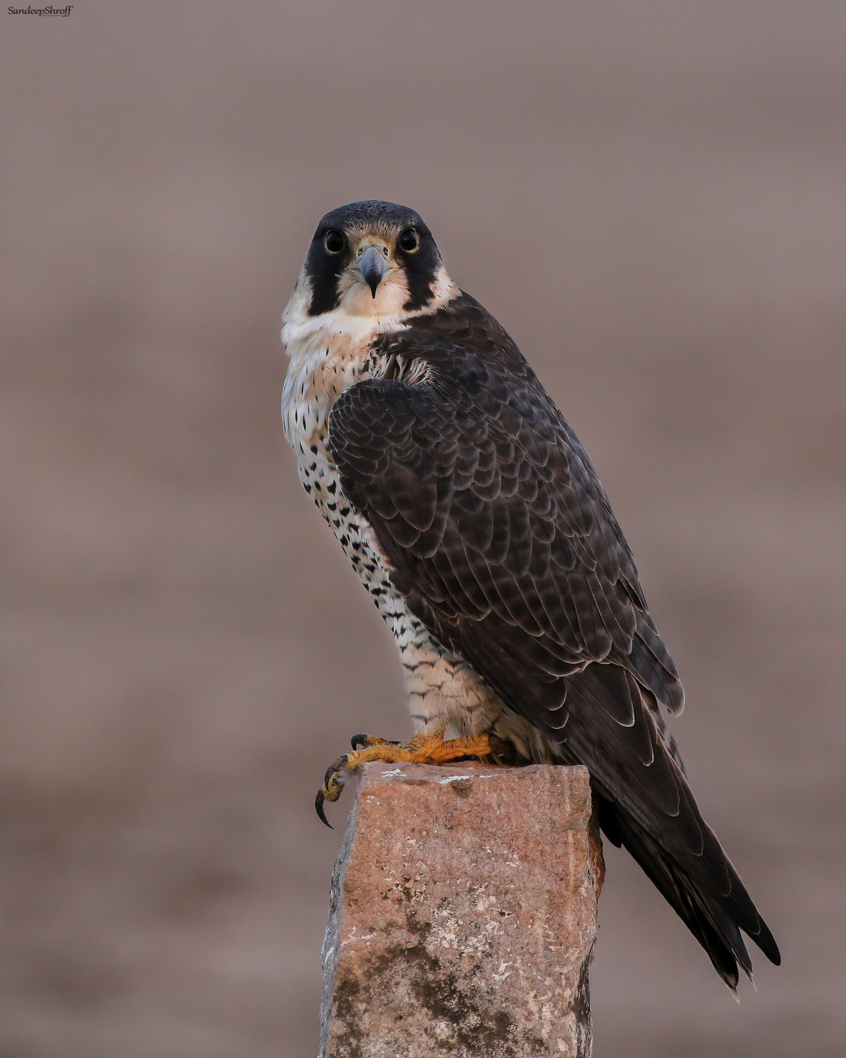 Peregrine falcon Poster och Canvastavla