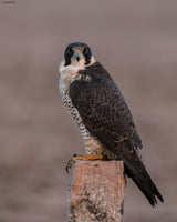 Peregrine falcon Poster och Canvastavla