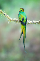 Resplendent quetzal Poster och Canvastavla