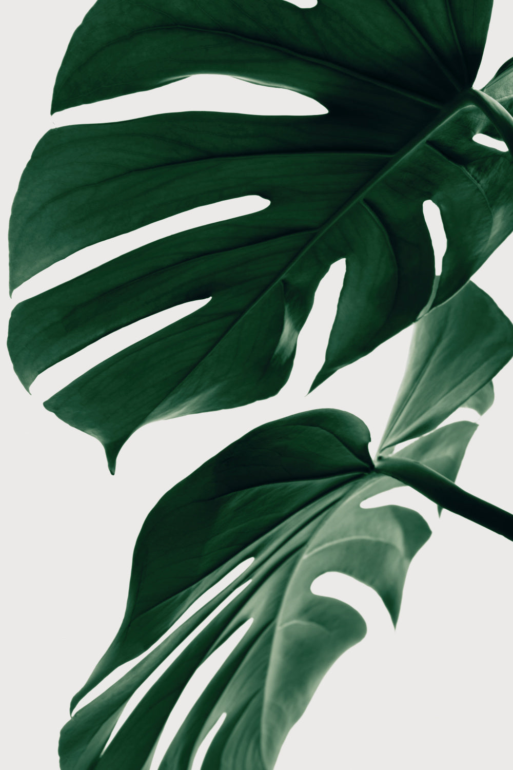 Monstera Natural 31 Poster och Canvastavla