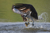 Osprey in hunting Poster och Canvastavla