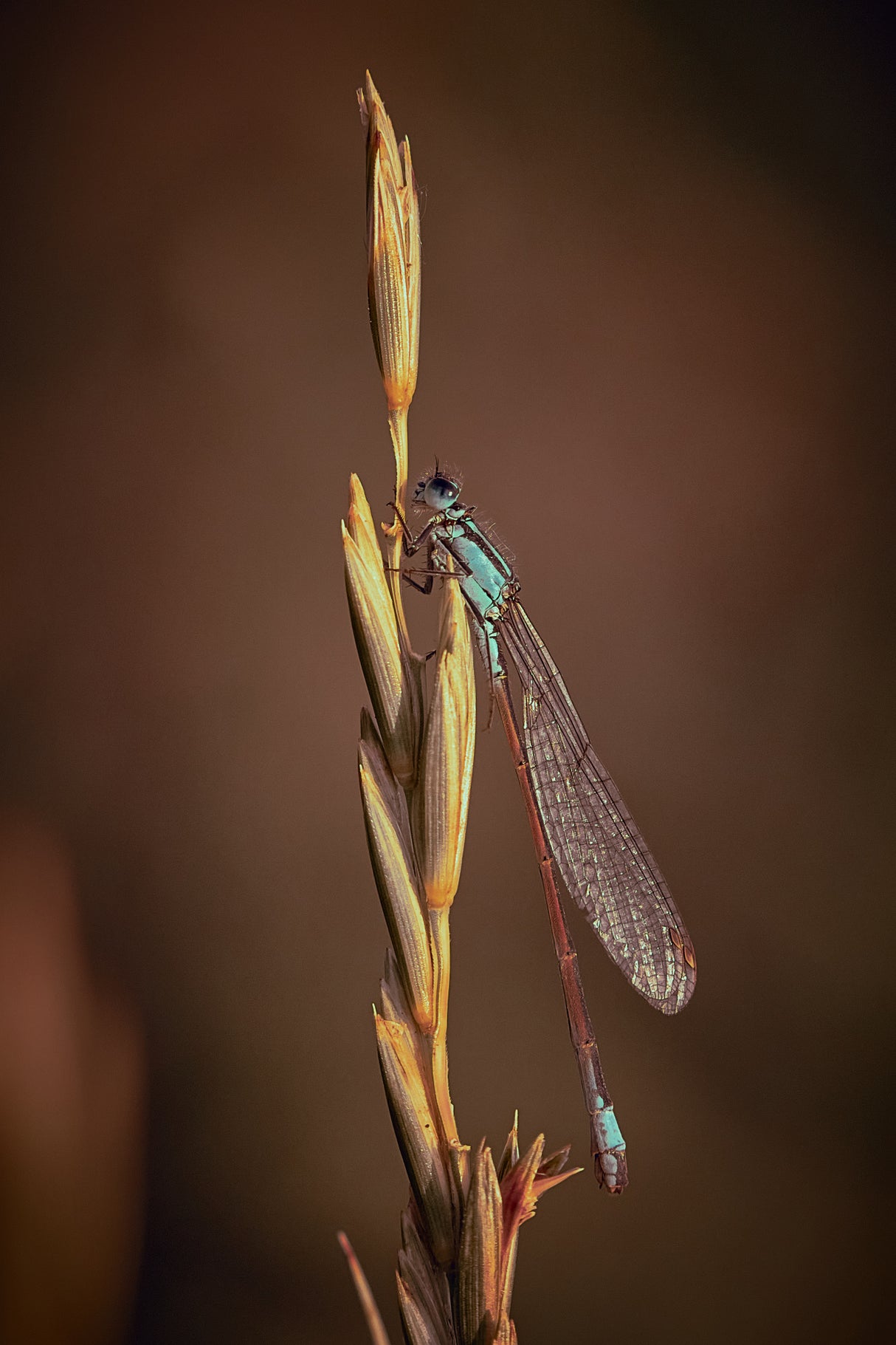 Blue Tailed Damsel Poster och Canvastavla