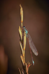 Blue Tailed Damsel Poster och Canvastavla
