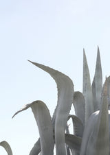 Charming Agave Poster och Canvastavla