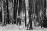 Distant Dogwoods in BW Poster och Canvastavla