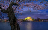 Cherry blossoms around the Jefferson Memorial Poster och Canvastavla