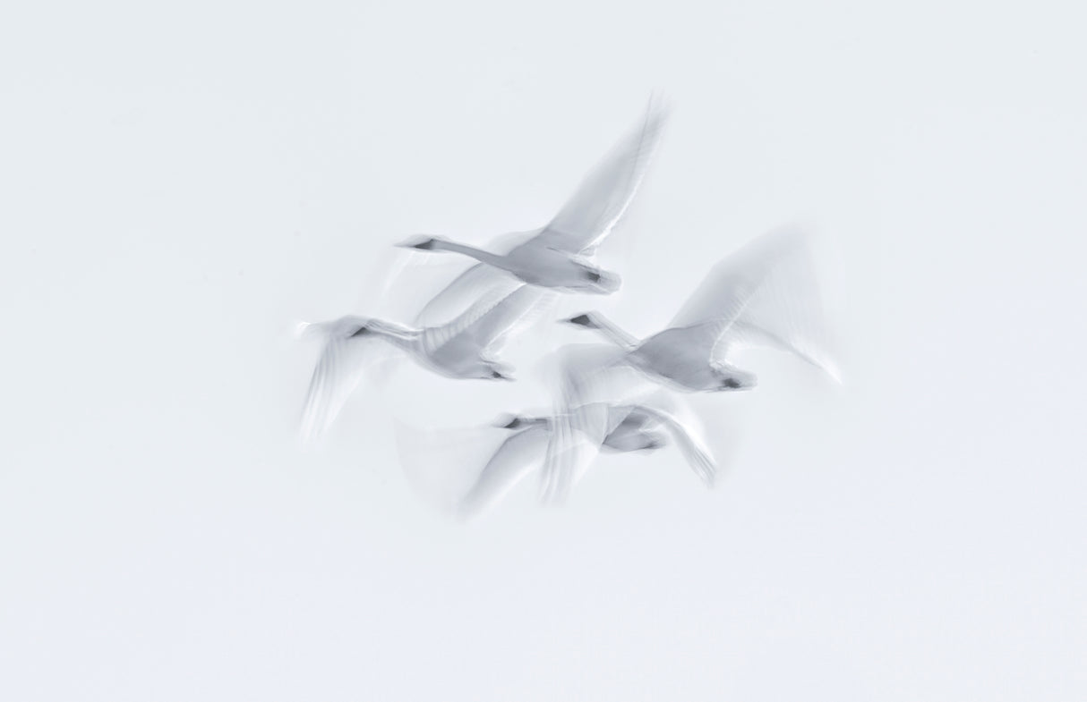 Swan in action Poster och Canvastavla