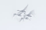Swan in action Poster och Canvastavla