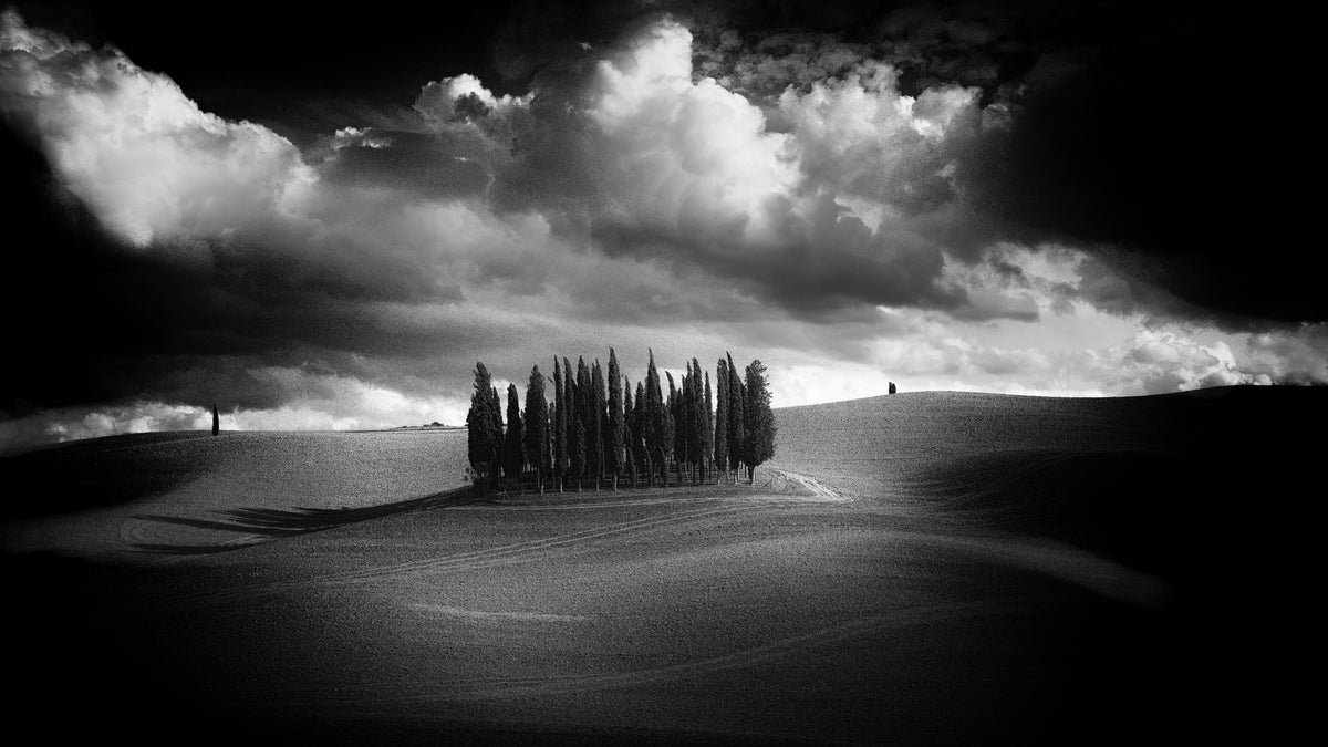 The cypresses Poster och Canvastavla