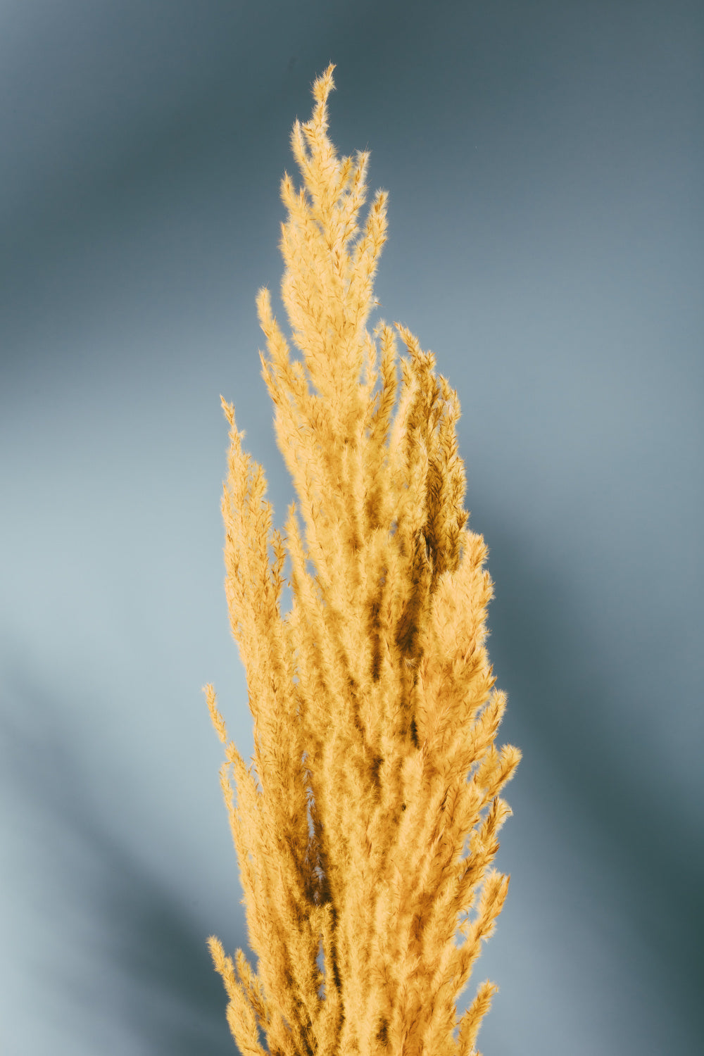 Yellow Grass Blue Poster och Canvastavla