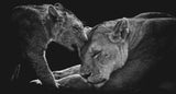 Lion family Poster och Canvastavla