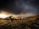 Highland Deer Poster och Canvastavla