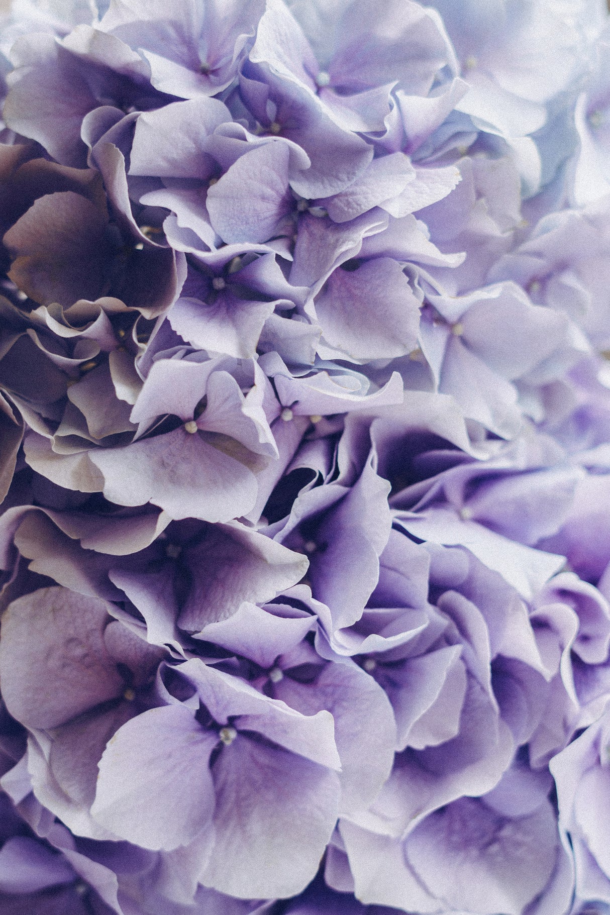 Lilac Hydrangea Poster och Canvastavla