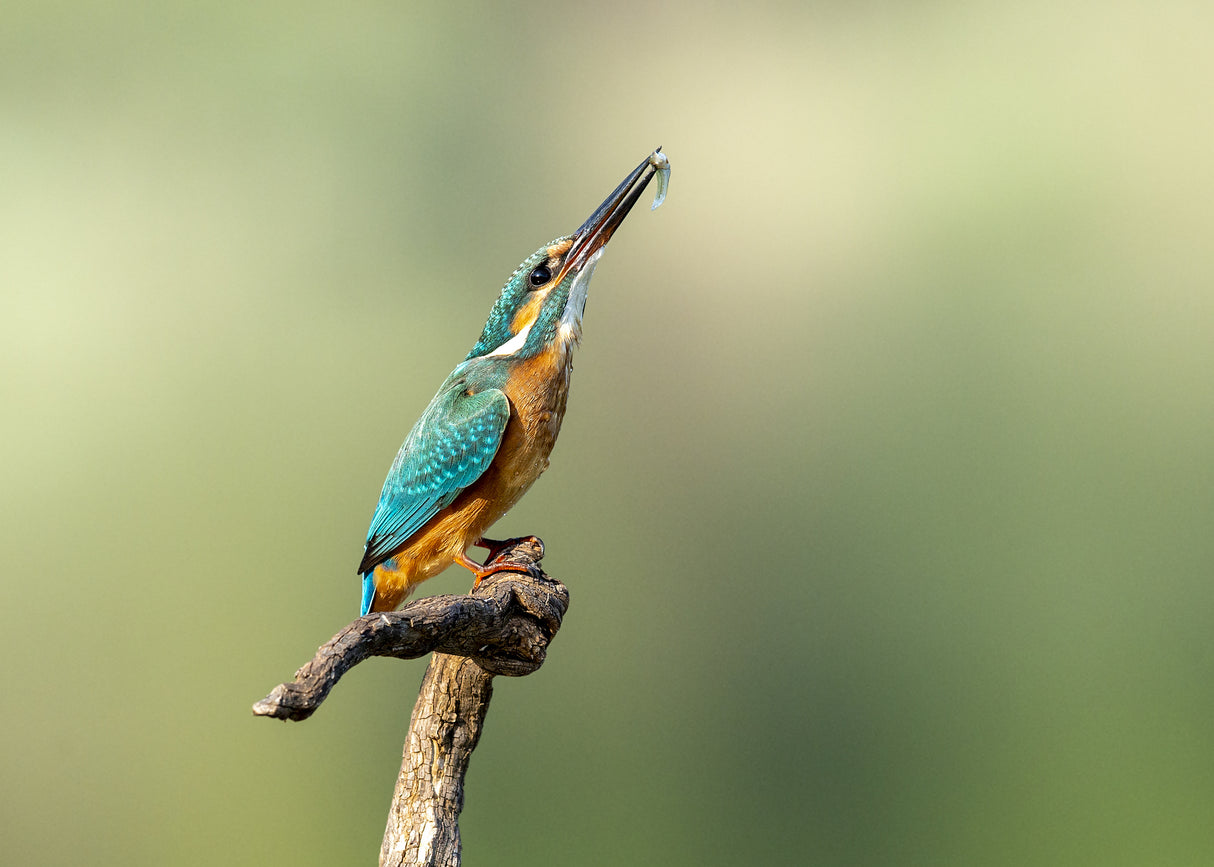 Beautiful kingfisher Poster och Canvastavla