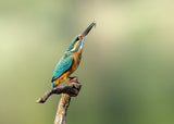 Beautiful kingfisher Poster och Canvastavla