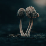 micro-universe II Poster och Canvastavla