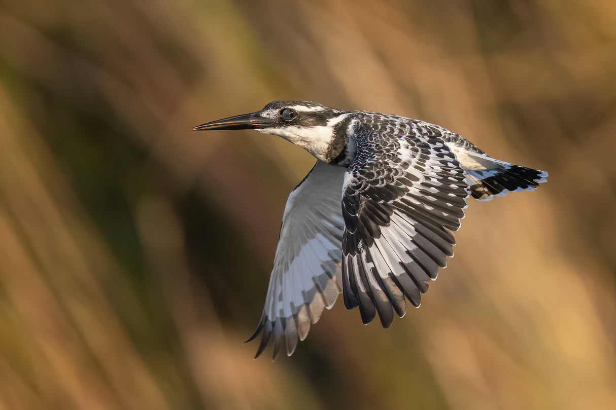 Pied Kingfisher Poster och Canvastavla
