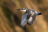 Pied Kingfisher Poster och Canvastavla