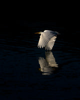 Egret Poster och Canvastavla