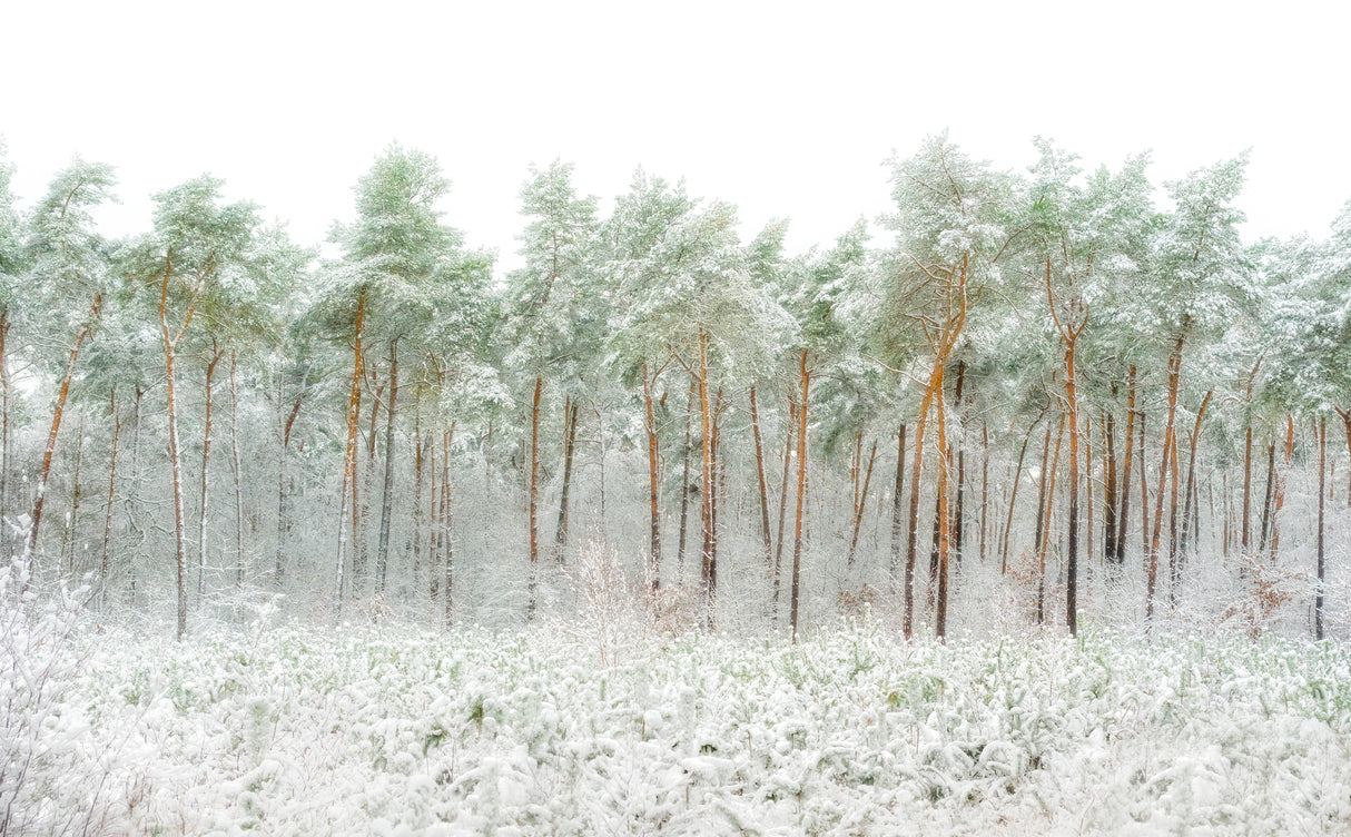Snow world Poster och Canvastavla