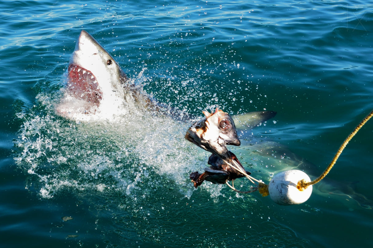Shark Attack Poster och Canvastavla