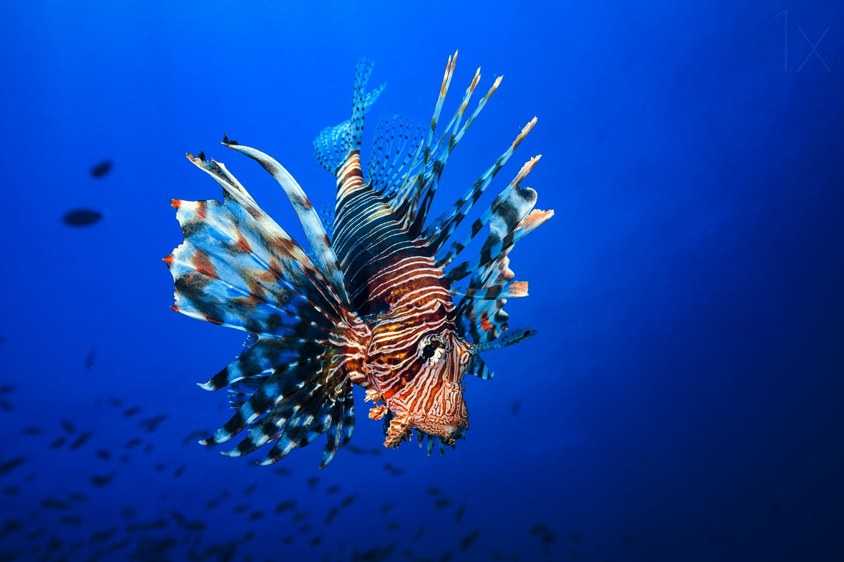 Lionfish Poster och Canvastavla