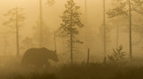 Morning Fog Poster och Canvastavla