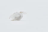 White Ghost Poster och Canvastavla