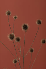Thistle Rust Red 01 Poster och Canvastavla