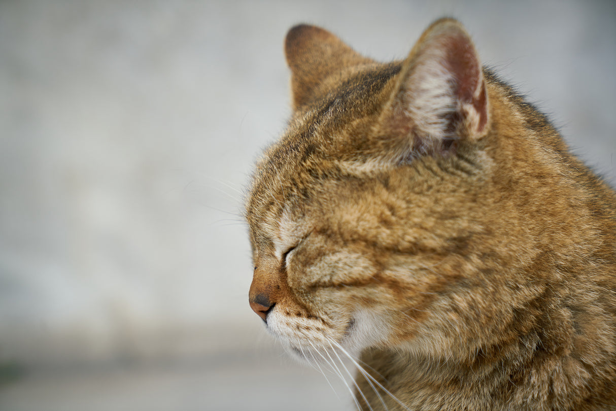tabby cat Poster och Canvastavla