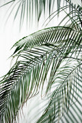 Palm Leaves 21 Poster och Canvastavla
