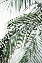 Palm Leaves 21 Poster och Canvastavla