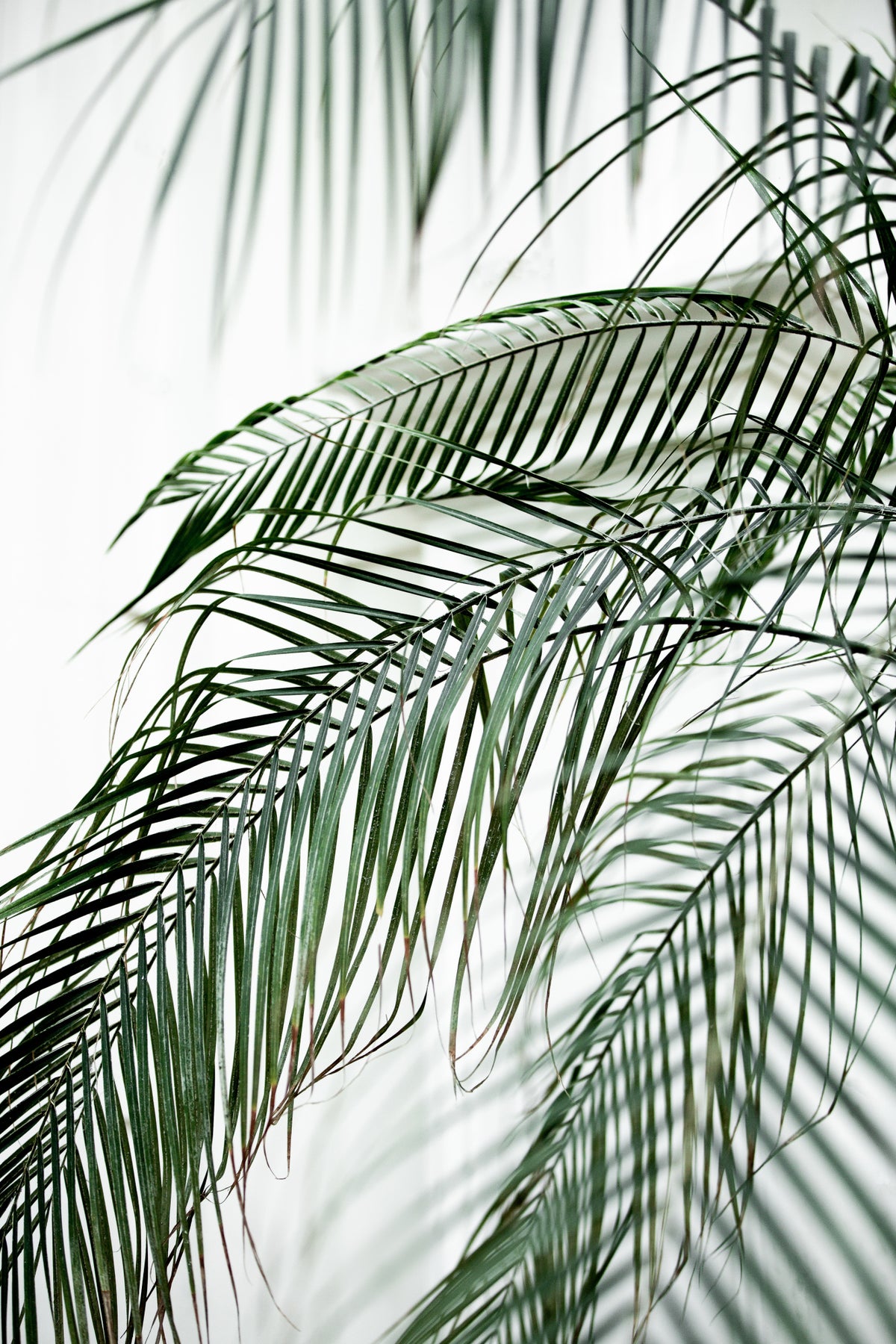 Palm Leaves 21 Poster och Canvastavla