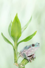 White's Tree Frog on a Lucky Bamboo Poster och Canvastavla
