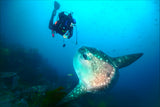 Sunfish whisper Poster och Canvastavla