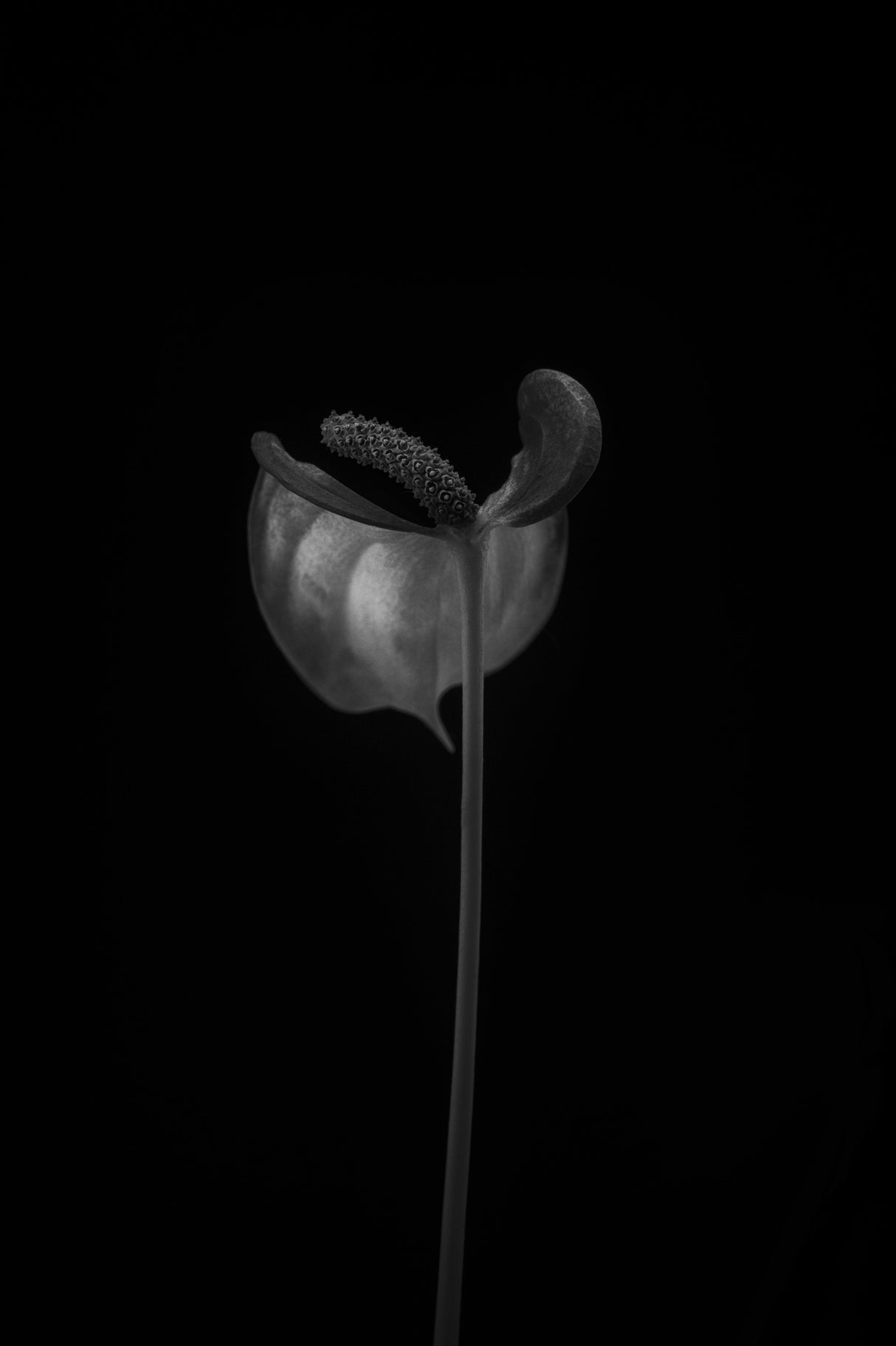 Anthurium Poster och Canvastavla