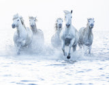 Horses on the Run Poster och Canvastavla