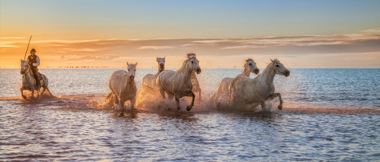 Camargue Horses II Poster och Canvastavla