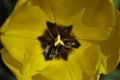 yellow tulip Poster och Canvastavla