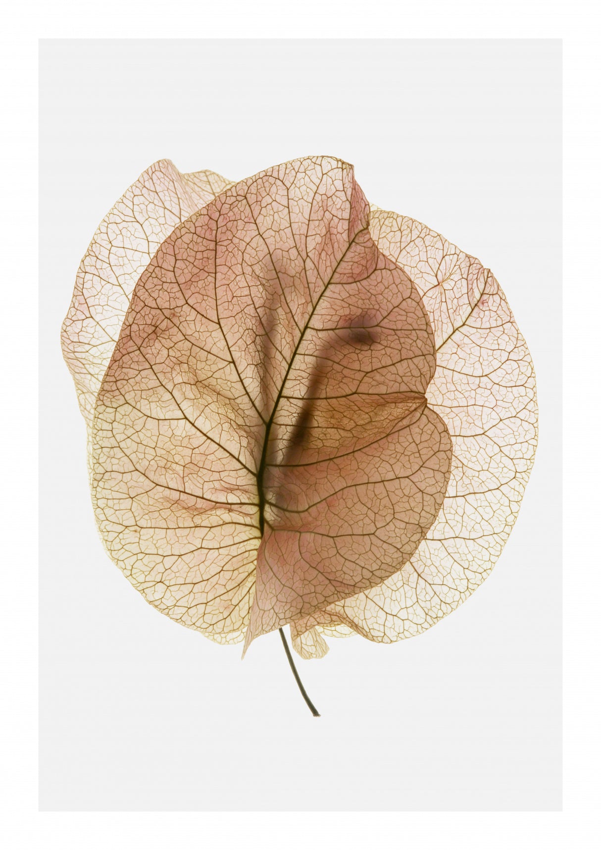 Bougainvillea Study No7 Poster och Canvastavla