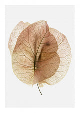 Bougainvillea Study No7 Poster och Canvastavla
