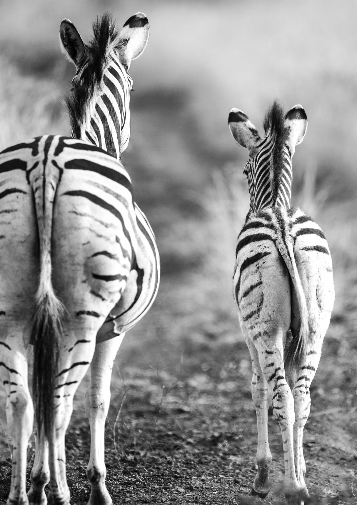 Striped Horse Back Side Poster och Canvastavla