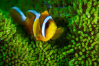 Yellow clownfish on green anemon Poster och Canvastavla